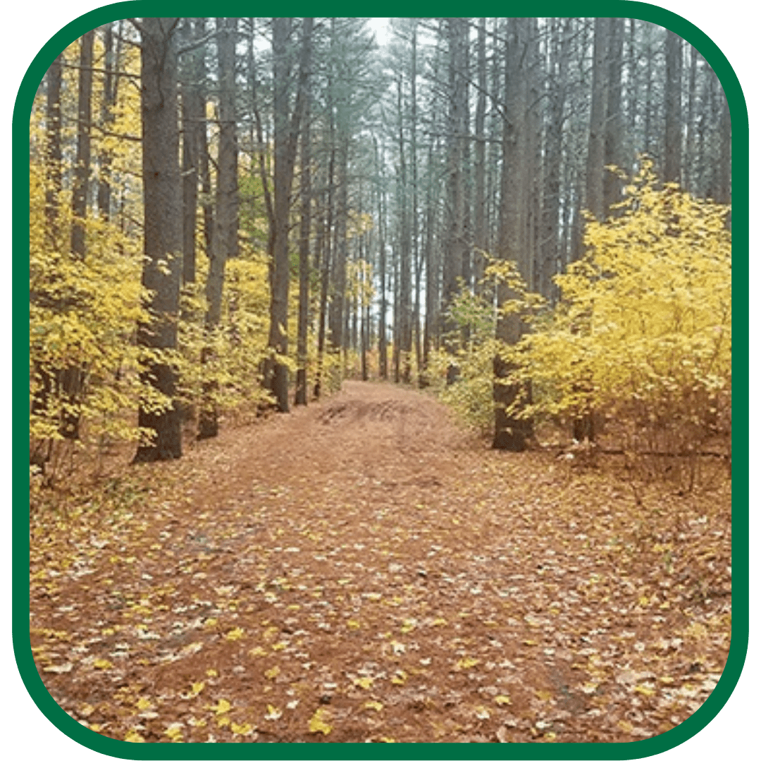 Photo of a trail in the woods